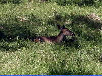 26-Apr-2003 15:47
LBJ Ranch, TX
White tailed deer