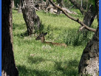 26-Apr-2003 15:47
LBJ Ranch, TX
White tailed deer