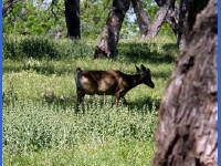 26-Apr-2003 15:48
LBJ Ranch, TX
White tailed deer