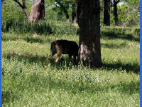 26-Apr-2003 15:48
LBJ Ranch, TX
White tailed deer