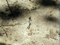 26-Apr-2003 15:51
LBJ Ranch, TX
A dragonfly