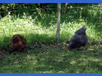 26-Apr-2003 15:55
LBJ Ranch, TX
Heritage farm - fowl