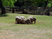 26-Apr-2003 15:56
LBJ Ranch, TX
Heritage farm - sheep