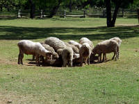 26-Apr-2003 15:57
LBJ Ranch, TX
Heritage farm - sheep