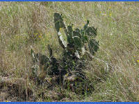 26-Apr-2003 11:41
Enchanted Rock, TX
Prickly pear cactus plant