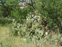 26-Apr-2003 11:42
Enchanted Rock, TX
Prickly pear cactus plant