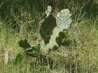 26-Apr-2003 11:42
Enchanted Rock, TX
Prickly pear cactus plant