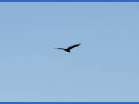 26-Apr-2003 11:49
Enchanted Rock, TX
A circling buzzard