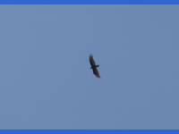 26-Apr-2003 11:51
Enchanted Rock, TX
A circling buzzard