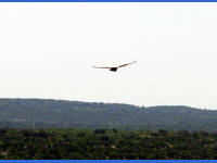 26-Apr-2003 11:53
Enchanted Rock, TX
A circling buzzard