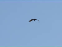 26-Apr-2003 11:53
Enchanted Rock, TX
A circling buzzard