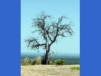 26-Apr-2003 11:59
Enchanted Rock, TX
A rather bare tree at the summit