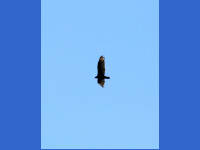 26-Apr-2003 12:31
Enchanted Rock, TX
A circling buzzard