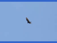 26-Apr-2003 12:31
Enchanted Rock, TX
A circling buzzard