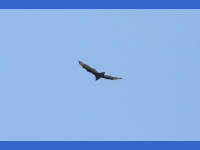 26-Apr-2003 12:31
Enchanted Rock, TX
A circling buzzard