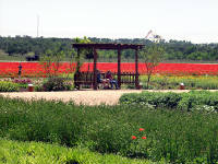 26-Apr-2003 13:57
Fredrickstown, TX
Wild Flower Farm 