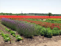 26-Apr-2003 13:57
Fredrickstown, TX
Wild Flower Farm 