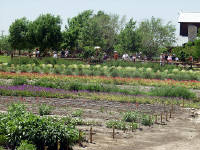 26-Apr-2003 13:59
Fredrickstown, TX
Wild Flower Farm 