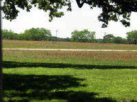 26-Apr-2003 14:26
LBJ Ranch, TX
Flowers at the LBJ Ranch