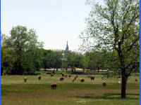 26-Apr-2003 14:36
LBJ Ranch, TX
Hereford cattle and the Lutheran Church