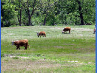 26-Apr-2003 14:36
LBJ Ranch, TX
Hereford Cattle