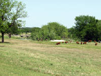 26-Apr-2003 14:55
LBJ Ranch, TX
Hereford Cattle