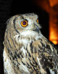 21-Apr-2004 19:48
Brussels
Offsite - Les Caves de Cureghem
A very tame owl.