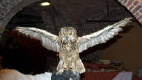 21-Apr-2004 19:49
Brussels
Offsite - Les Caves de Cureghem
A very tame owl, with a very impressive wing span