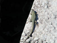 12-Oct-2002 12:54
Cannes
A small local inhabitant