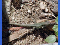 12-Oct-2002 12:54
Cannes
A small local inhabitant