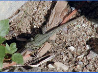 12-Oct-2002 12:55
Cannes
A small local inhabitant